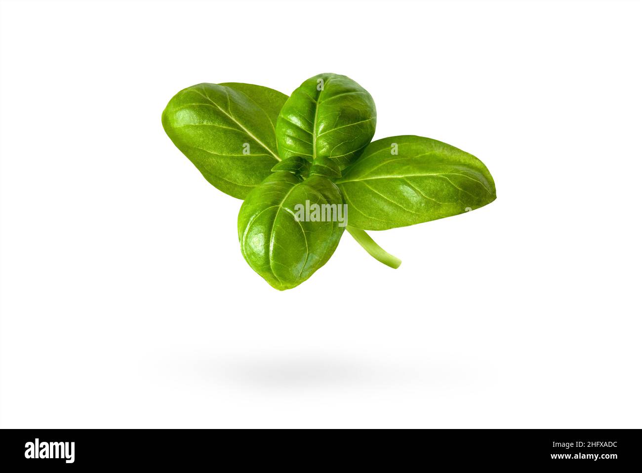Fresh basil leaves on a white isolated background. A green basil leaf with water drops falls