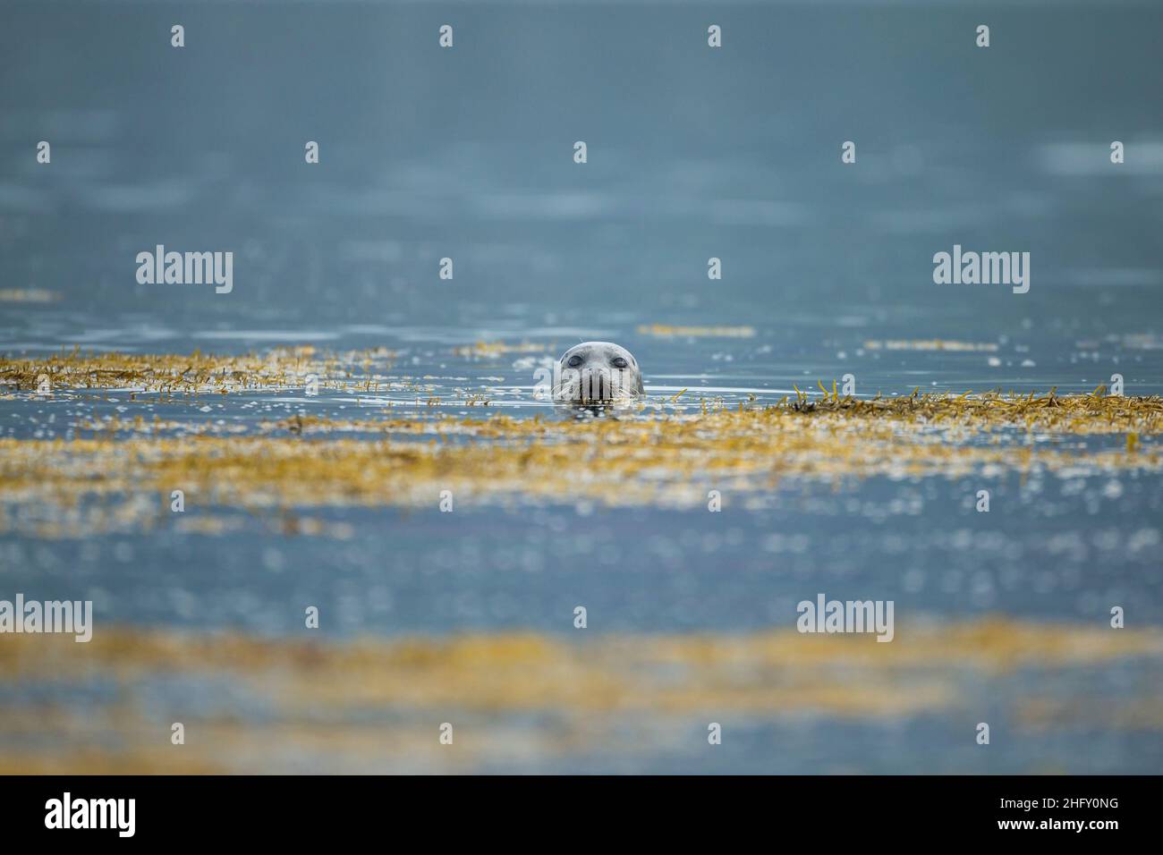 Common Seal (Phoca vitulina) swimming in a Scottish loch Stock Photo