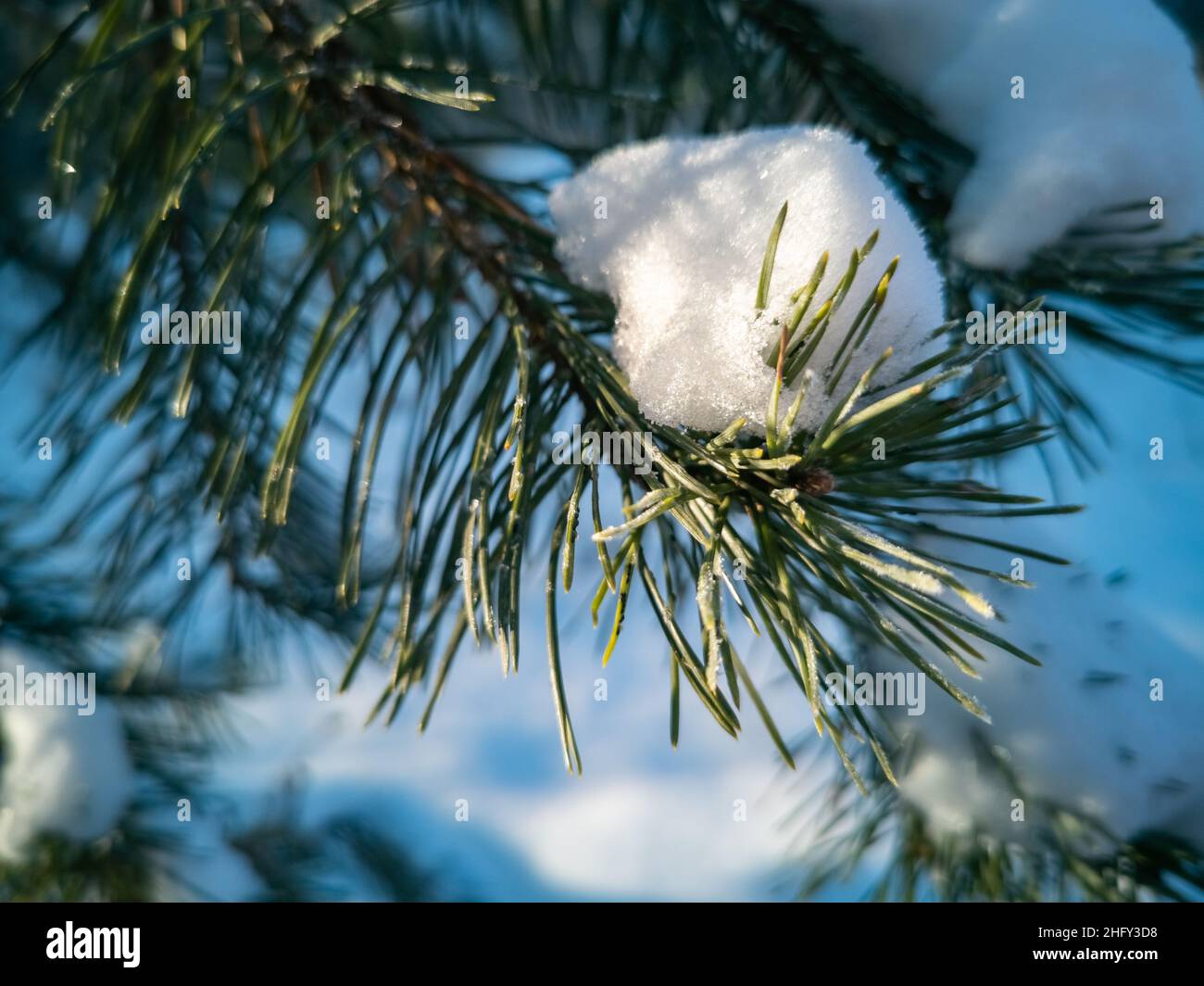 pine branch covered with snow illuminated by the sun. winter frosty ...