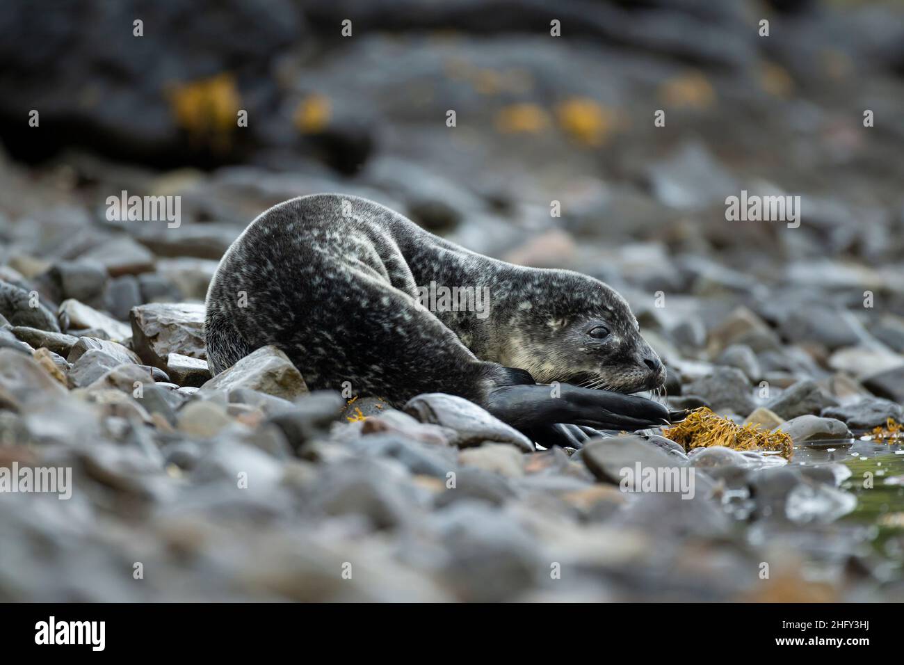 Common Seal (Phoca vitulina) pup in a Scottish loch Stock Photo