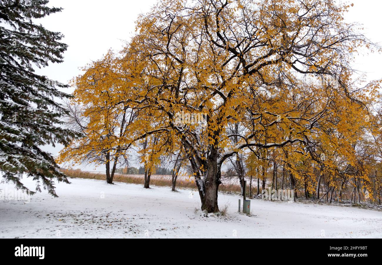 An autumn willowlike tree with golden leaves after an early October snowfall. Clitherall