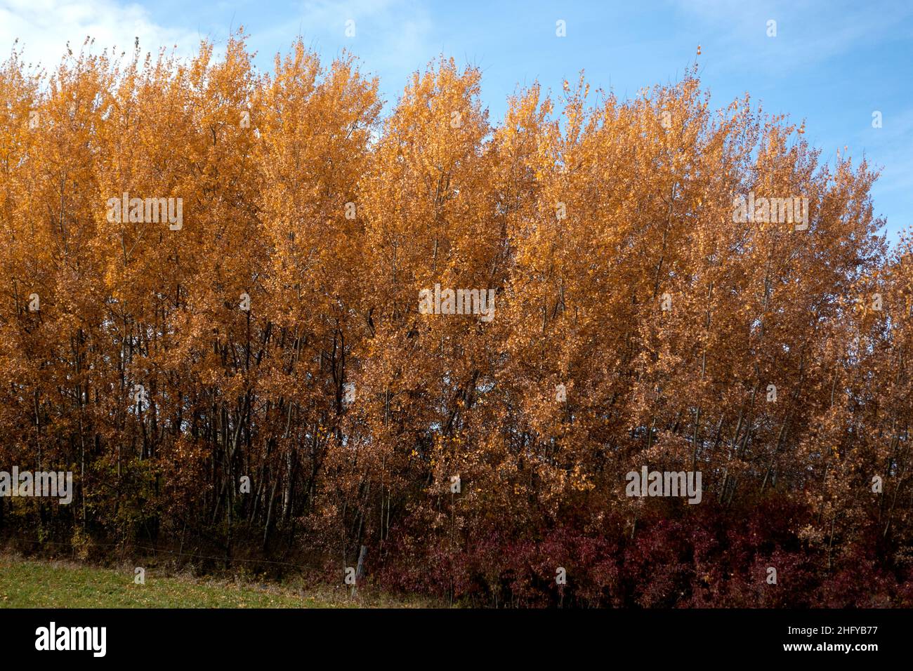 Forest of golden birch trees. Clitherall Minnesota MN USA Stock Photo