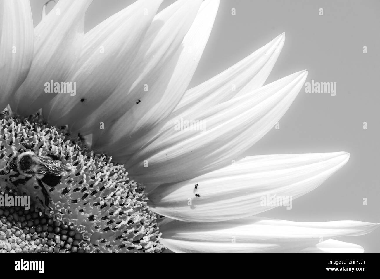 Beautiful fall sunflower Black and White Stock Photos & Images - Alamy