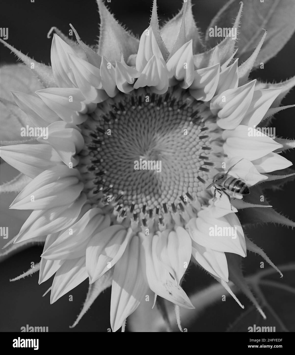 Beautiful fall sunflower Black and White Stock Photos & Images - Alamy