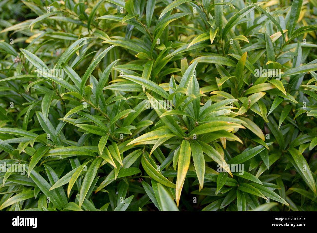 Sweet box or Sarcococca saligna plant.Family Buxaceae. Decorative shrub. Stock Photo