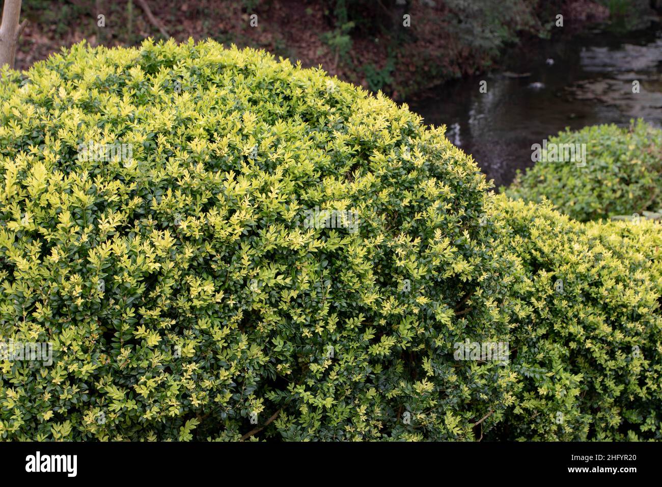 Common box, European box, or boxwood evergreen pruned shrub in the garden. Buxus sempervirens topiary. Variegated cultivar. Stock Photo