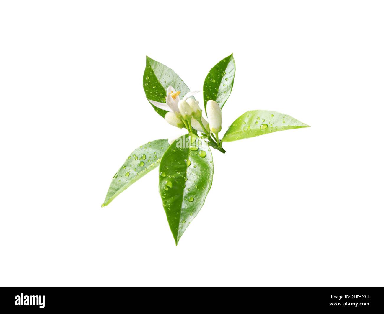 Orange tree branch with white flowers, buds and leaves and rain drops isolated on white. Neroli blossom. Stock Photo