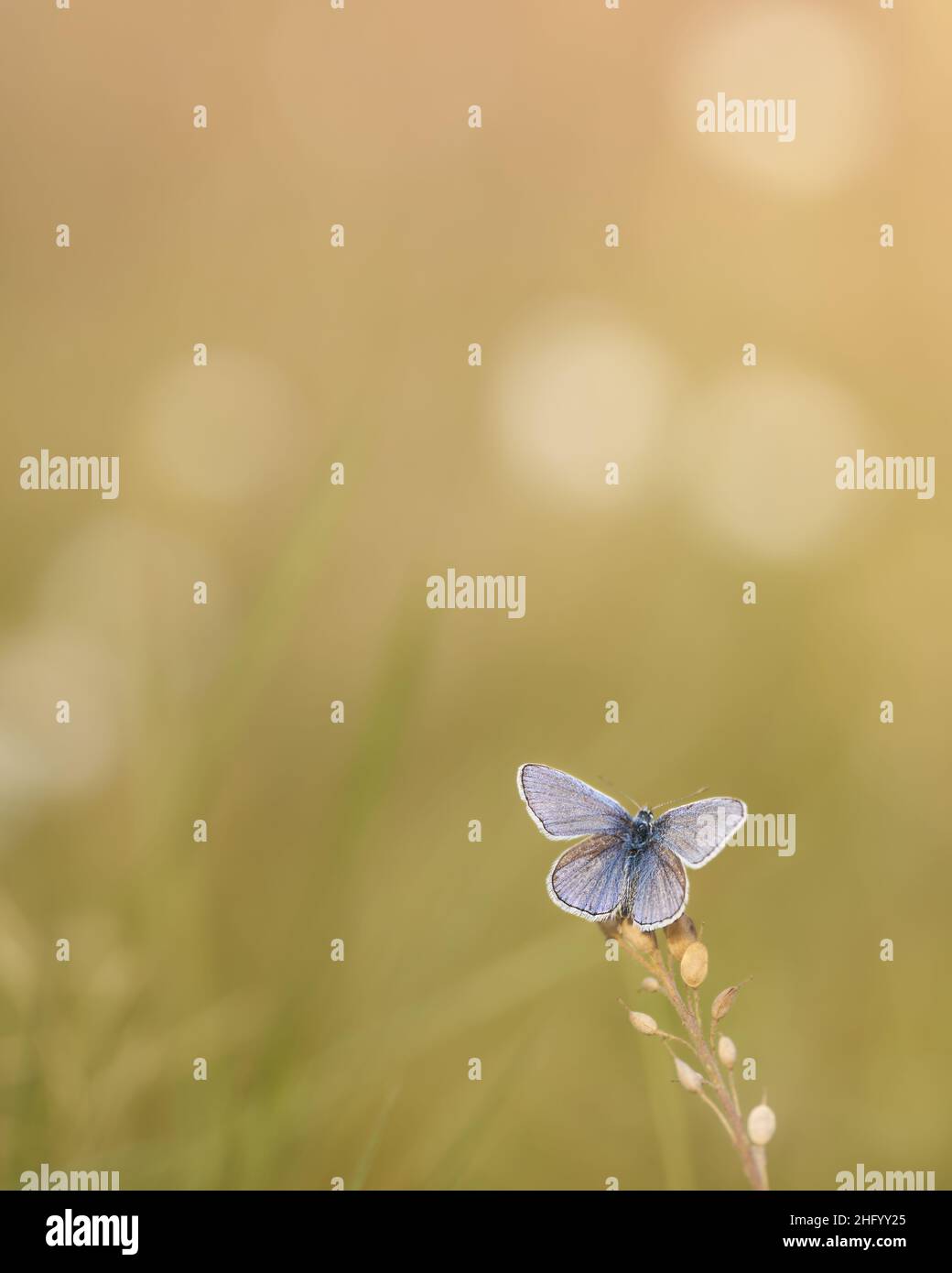 The short-tailed blue or tailed Cupid Stock Photo
