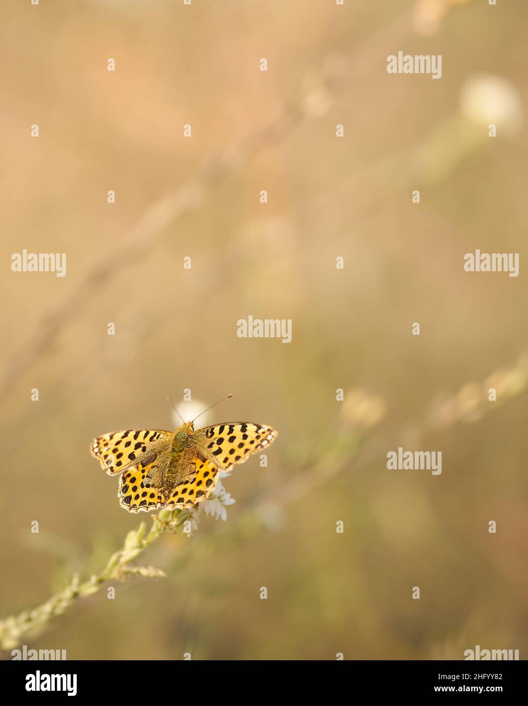 The Queen of Spain fritillary Stock Photo