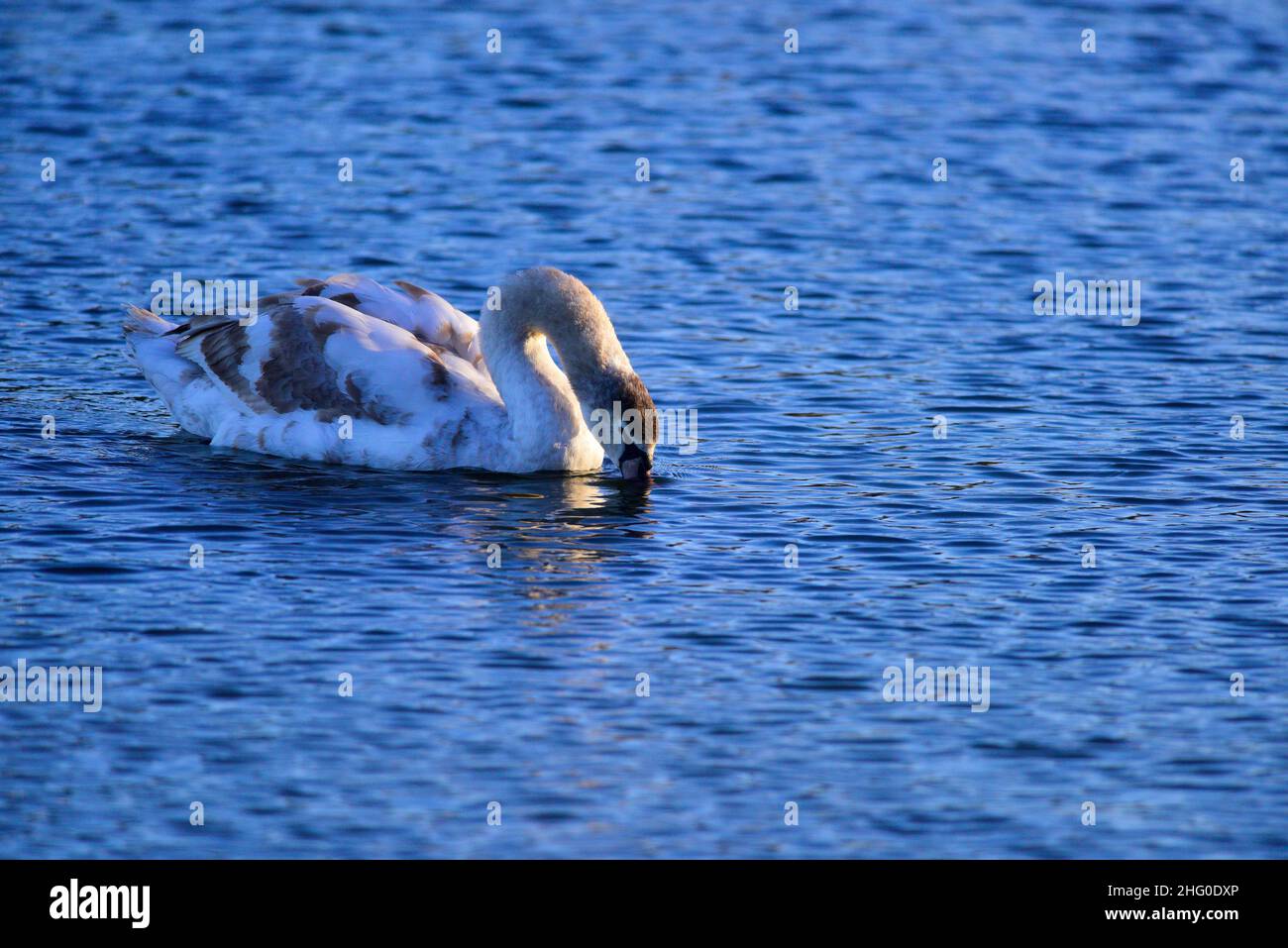 Mute Swans on a Scottish Loch Stock Photo Alamy