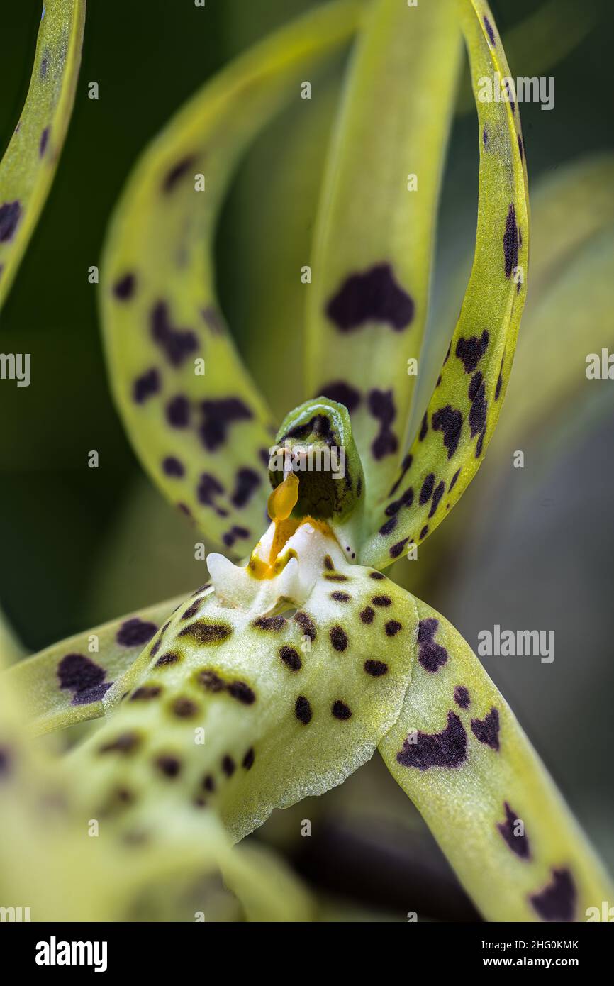 Close-up of a Spider Orchid (Brassia verrucosa) Flower Stock Photo