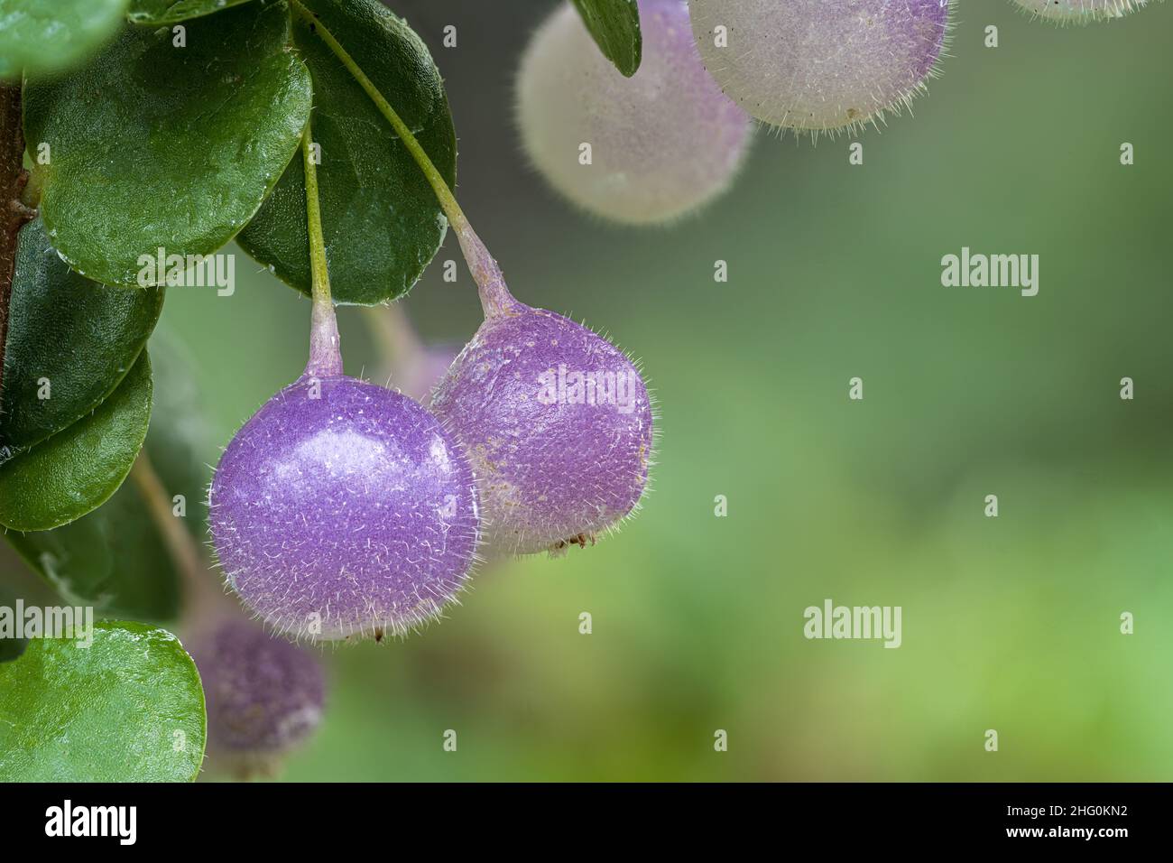Neotropical Blueberry Fruits from Sphyrospermum buxifolium Stock Photo