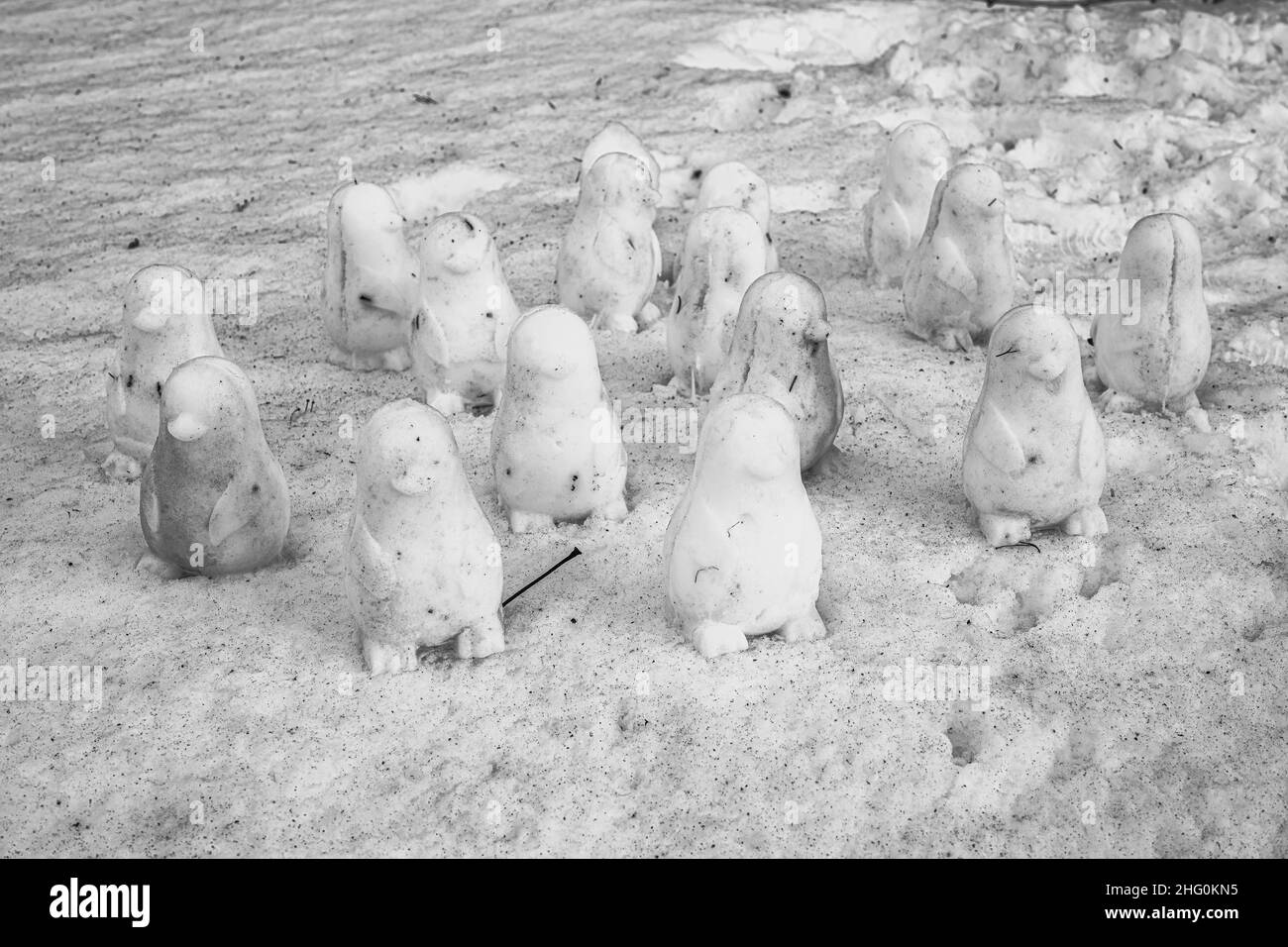 A Group of Little Snow Penguins Stock Photo