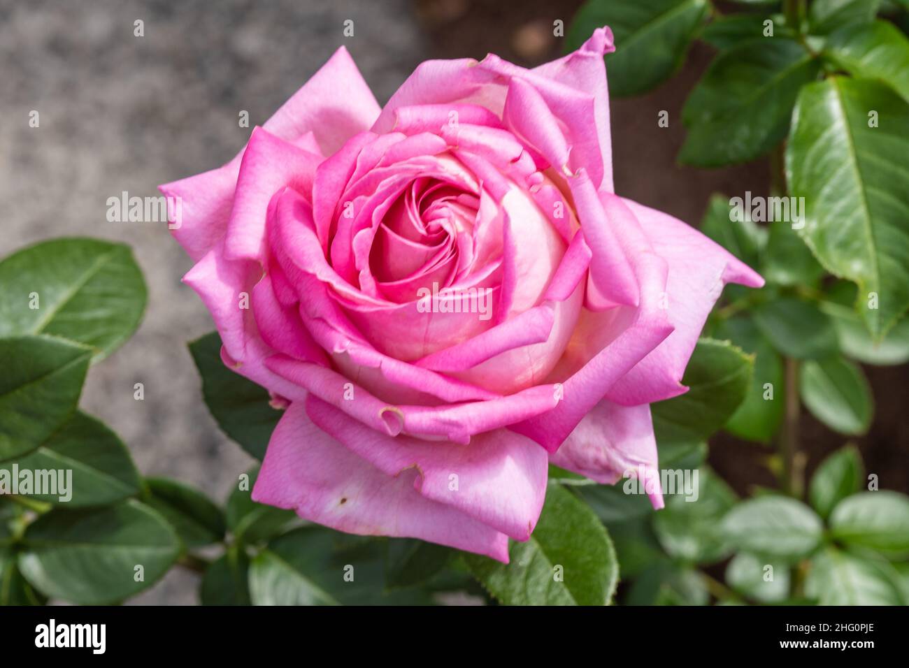 Gallic rose (Rosa gallica) is a species of flowering plant in the rose family, native to southern and central Europe eastwards to Turkey and the Cauca Stock Photo