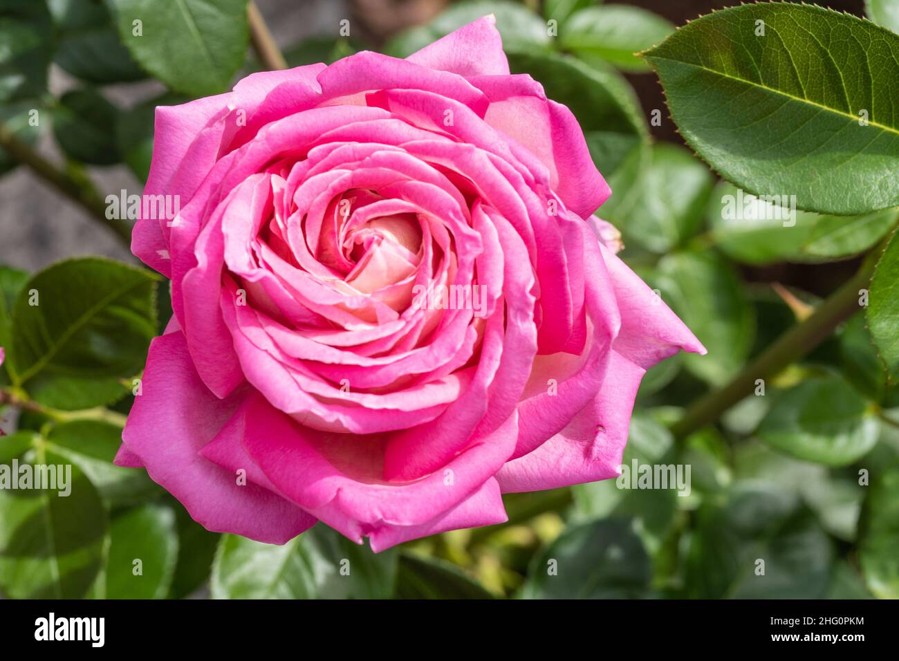 Gallic rose (Rosa gallica) is a species of flowering plant in the rose family, native to southern and central Europe eastwards to Turkey and the Cauca Stock Photo