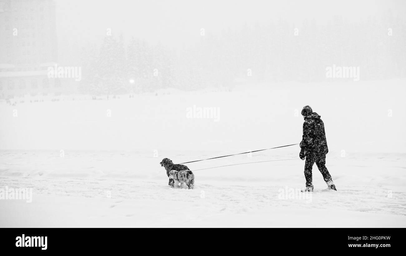 Lake Louise, Canada - Dec. 22 2021: A man walk the dog on the frozen Lake Louise in Alberta Canada Stock Photo
