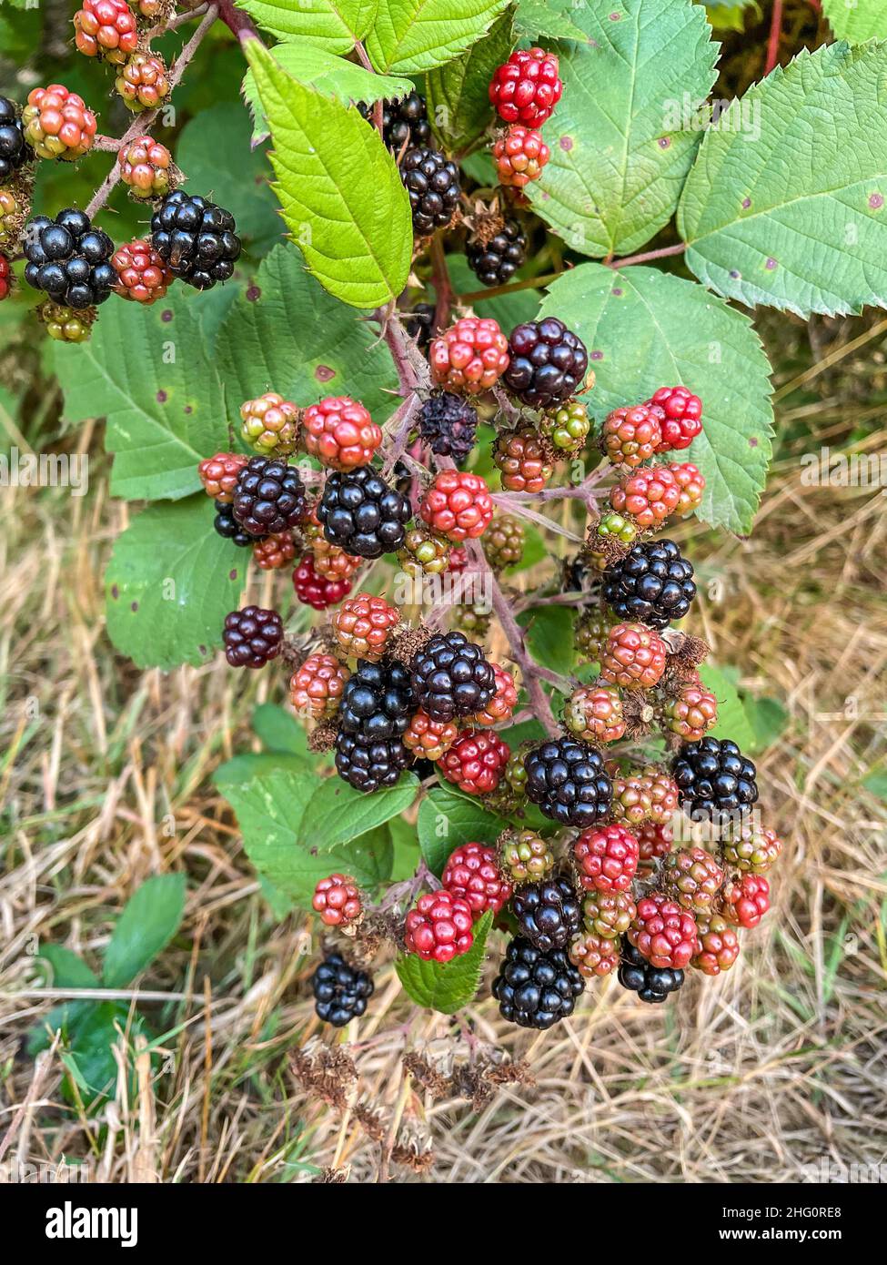 Himalayan blackberry (Rubus armeniacus) is a species of Rubus native to Armenia and Northern Iran, and widely naturalised elsewhere. Stock Photo