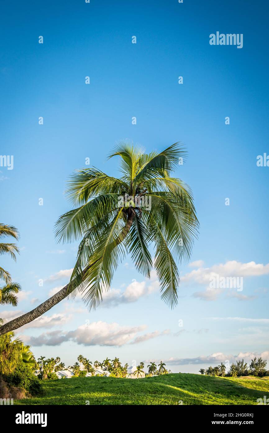 Single leaning palm tree on a redundant golf course at sunset, Grand Cayman, Cayman Islands Stock Photo