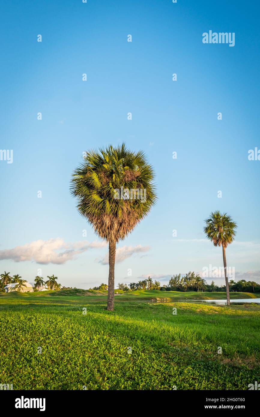 Palm tree on a redundant golf course at sunset, Grand Cayman, Cayman Islands Stock Photo