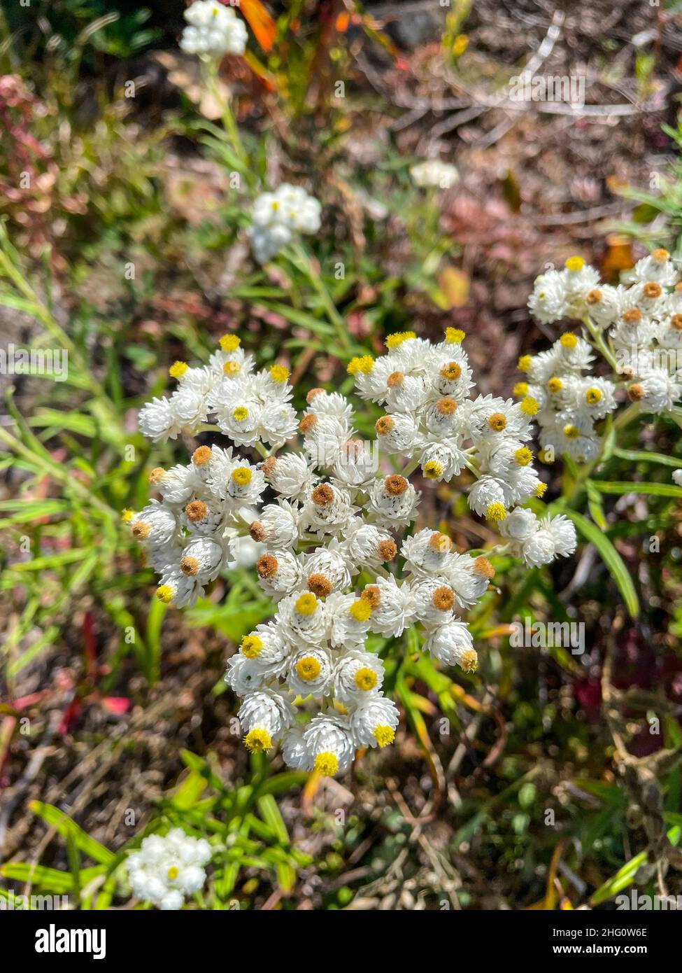 Western pearly everlasting (Anaphalis margaritacea) is an Asian and North American species of flowering perennial plant in the sunflower family. It is Stock Photo