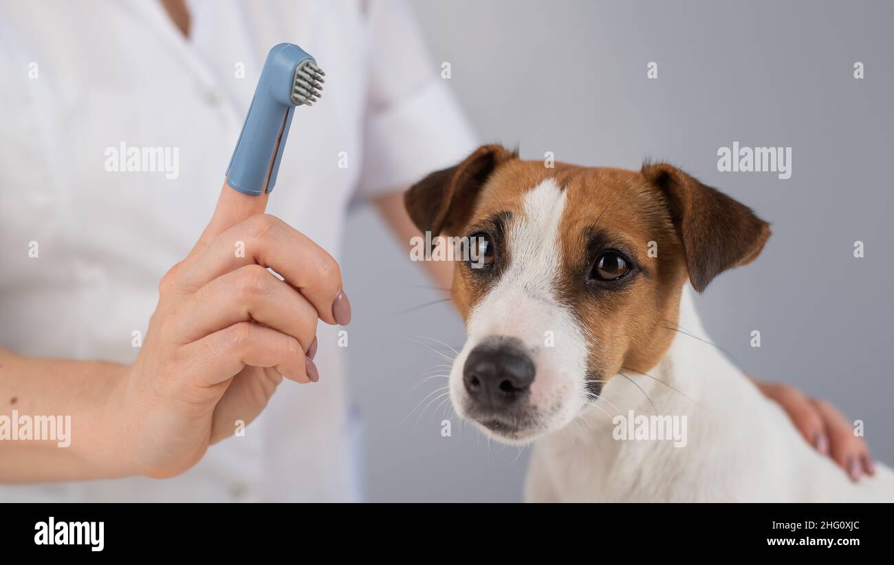 Woman veterinarian brushes the teeth of the dog jack russell terrier