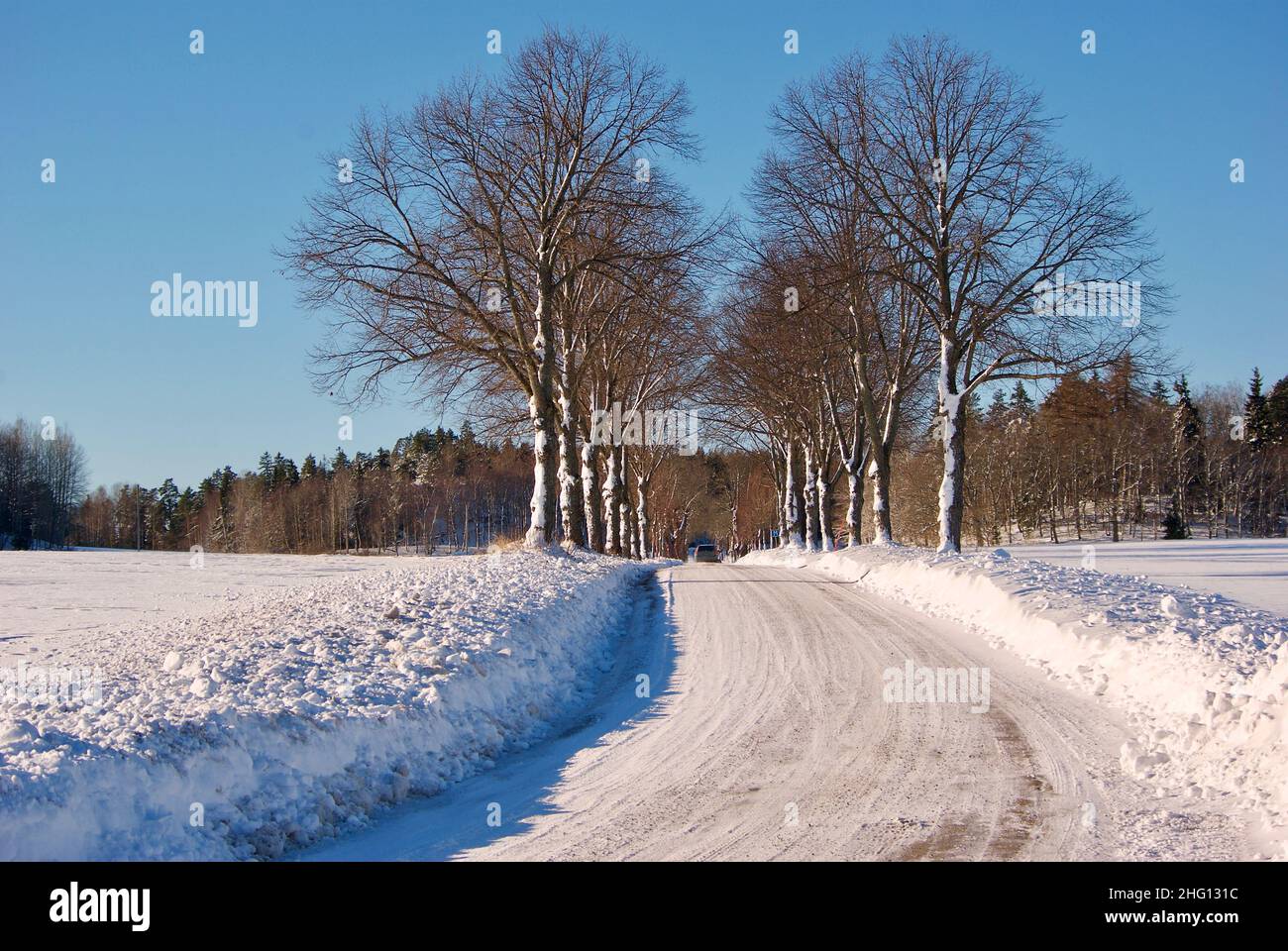 Country road with trees in a row in a snowy winter landscape with clear ...