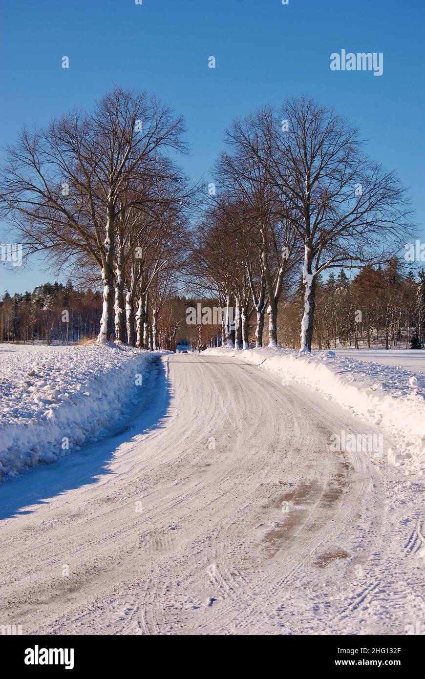 Country road with trees in a row in a snowy winter landscape with clear ...