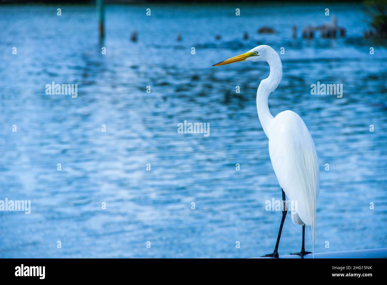Crane on the water Stock Photo Alamy