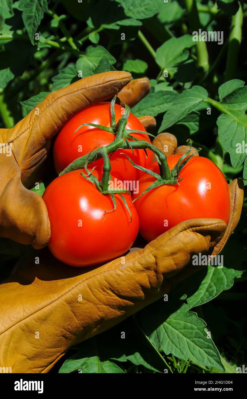 Tomatoes Growing on Vine Stock Photo