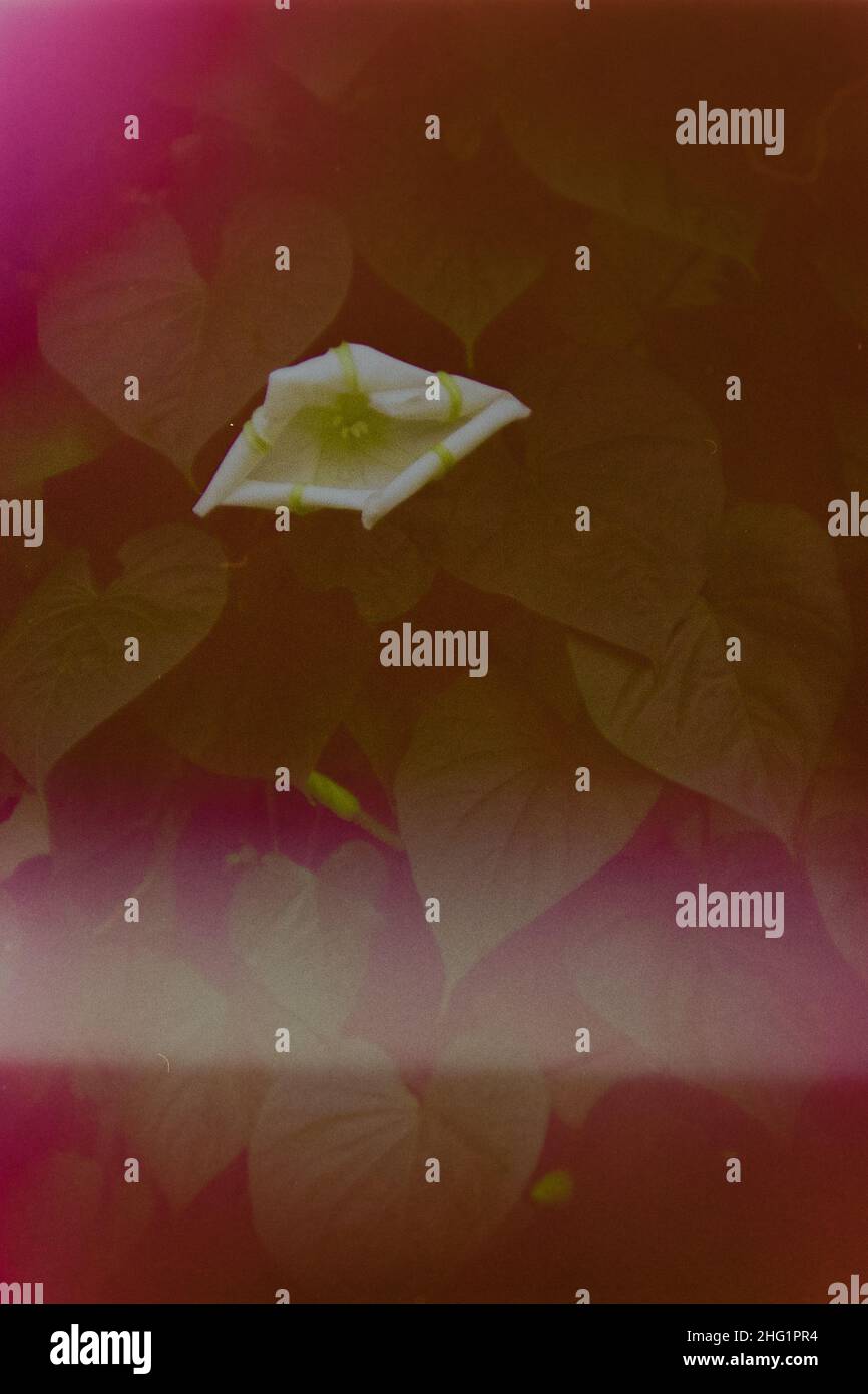 Moon flower on the vine with light leaks Stock Photo - Alamy