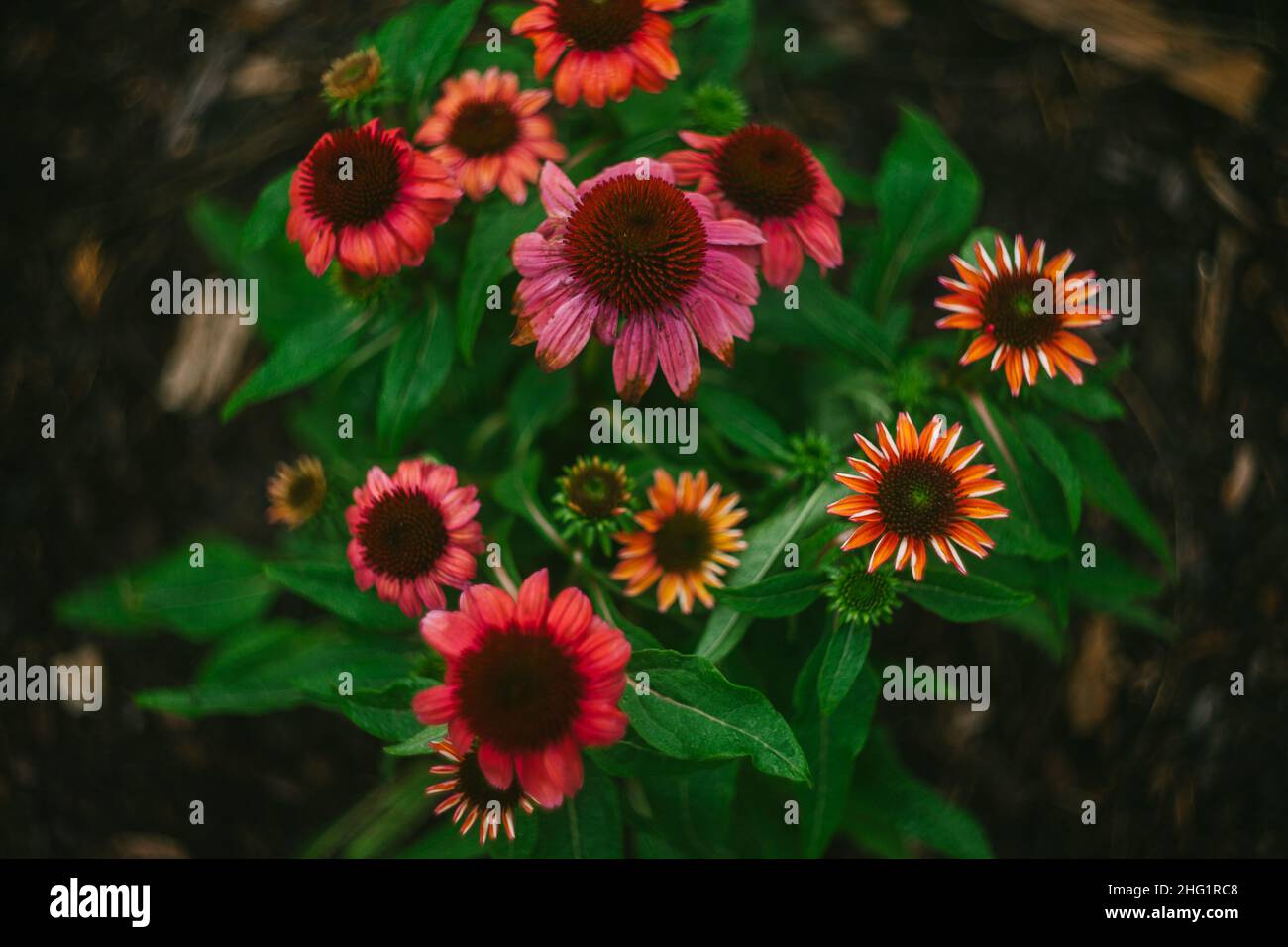 Various Colors of Echinacea Flowers Stock Photo - Alamy