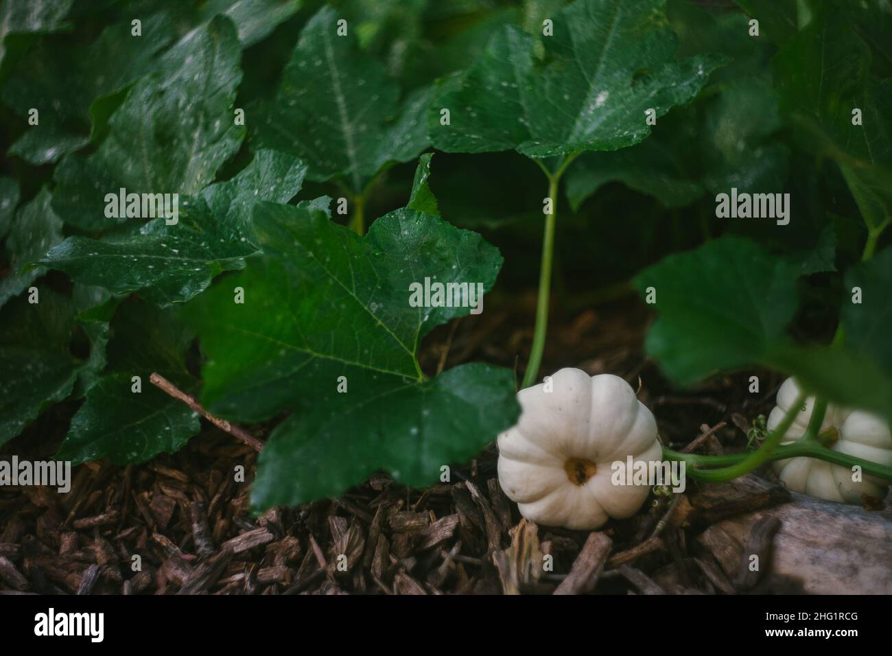 Organic Pumpkins Grow in the Garden Stock Photo - Alamy