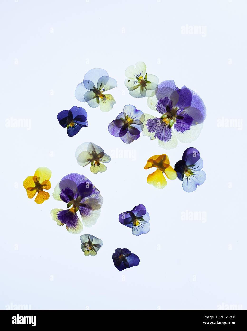 Pressed Pansy Petals on a White Background Stock Photo