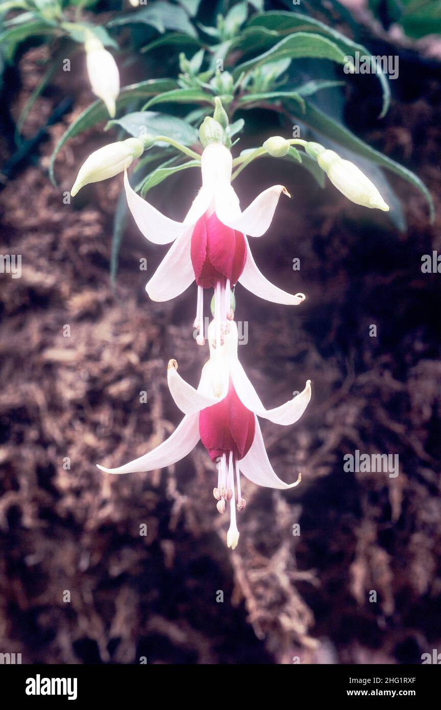 Close up of two flowers and buds of a single trailing Fuchsia Princessita with white and deep rose flowers a summer flowering deciduous perennial Stock Photo