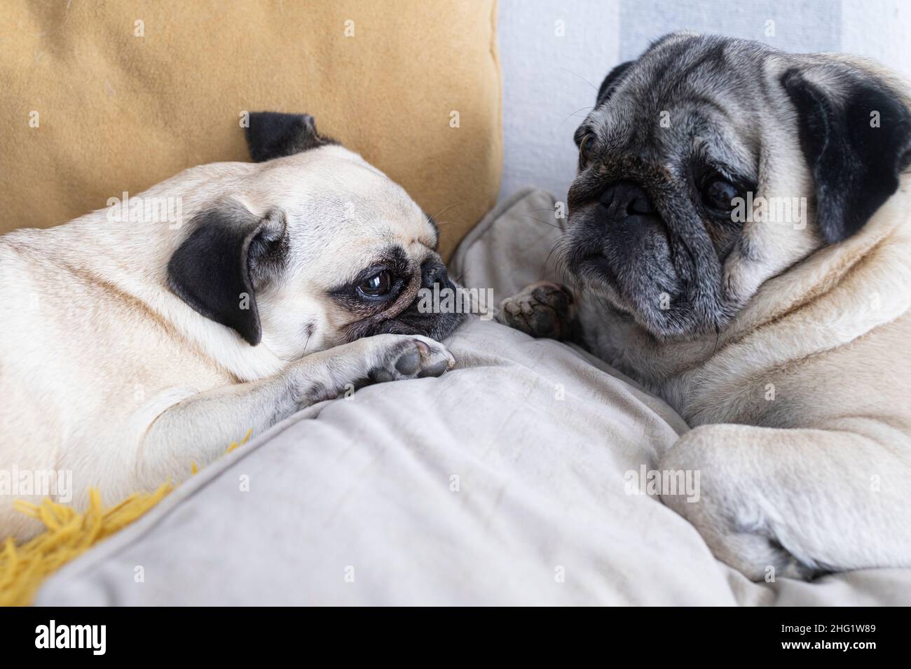 Two dogs relaxing on the sofa at home. Couple of pugs in their home Stock Photo