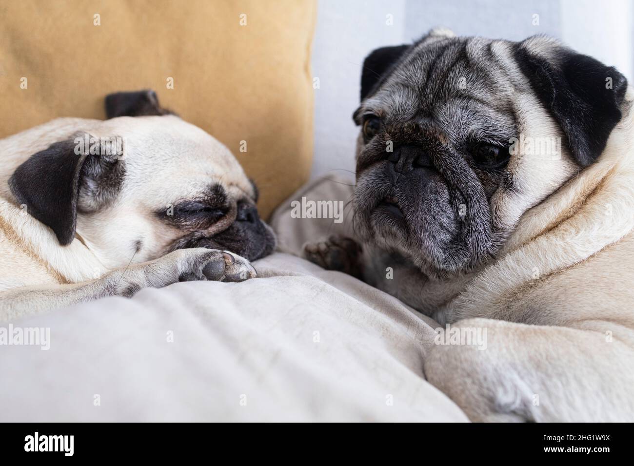 Two dogs relaxing on the sofa at home. Couple of pugs in their home Stock Photo