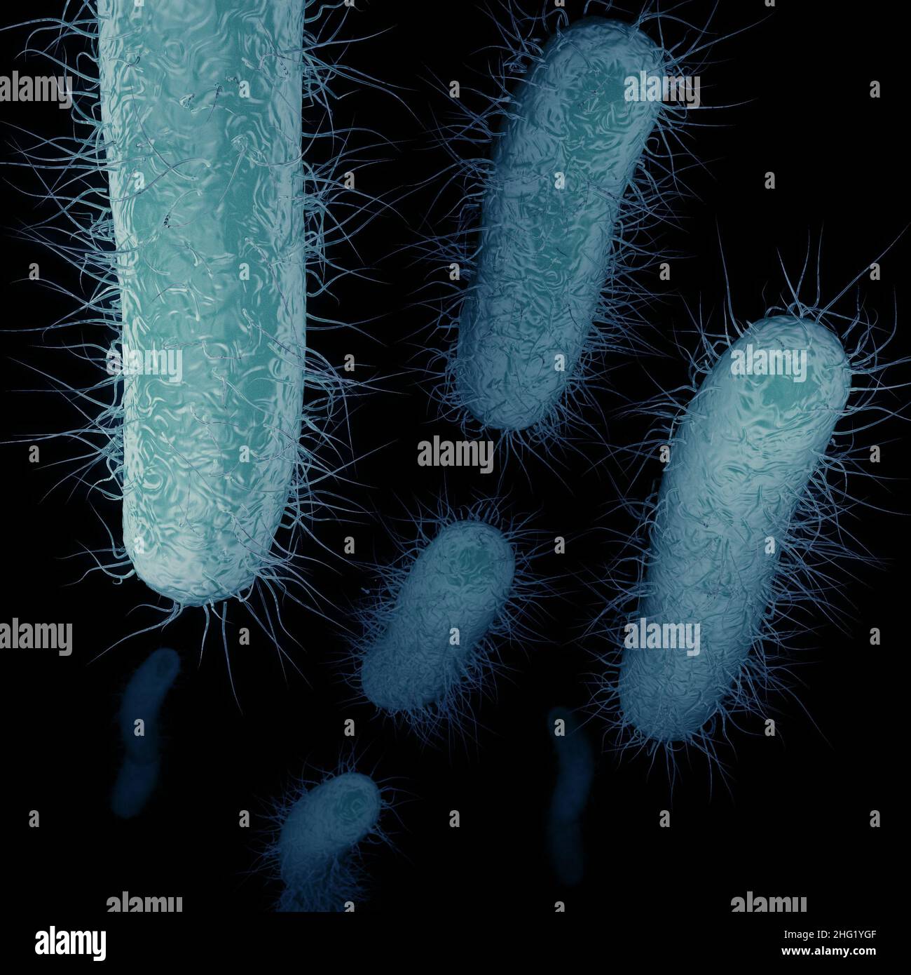 The superbug, known as Carbapenem-Resistant Enterobacteriaceae (CRE), is a type of antibiotic-resistant bacteria. Stock Photo