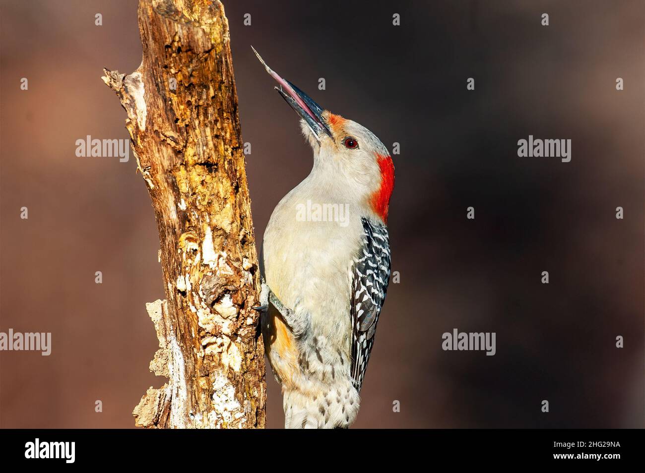 Red-bellied woodpecker foraging with extended tongue Stock Photo - Alamy
