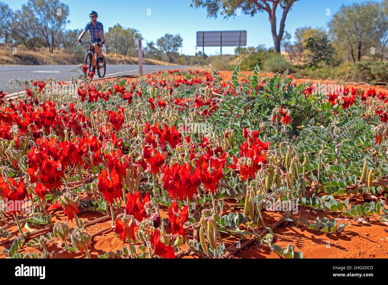 Cyclist passing Sturt's desert pea outside of Alice Springs Stock Photo
