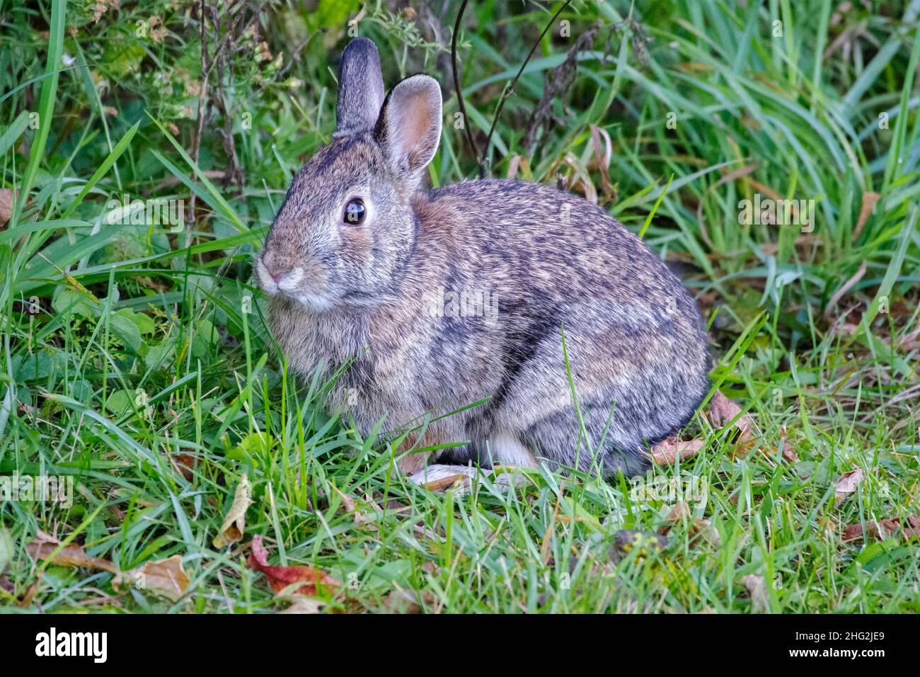 Eadtern cottontail rabbit, Sylvilagus floridanus, feeding  on grass and leaves. Stock Photo