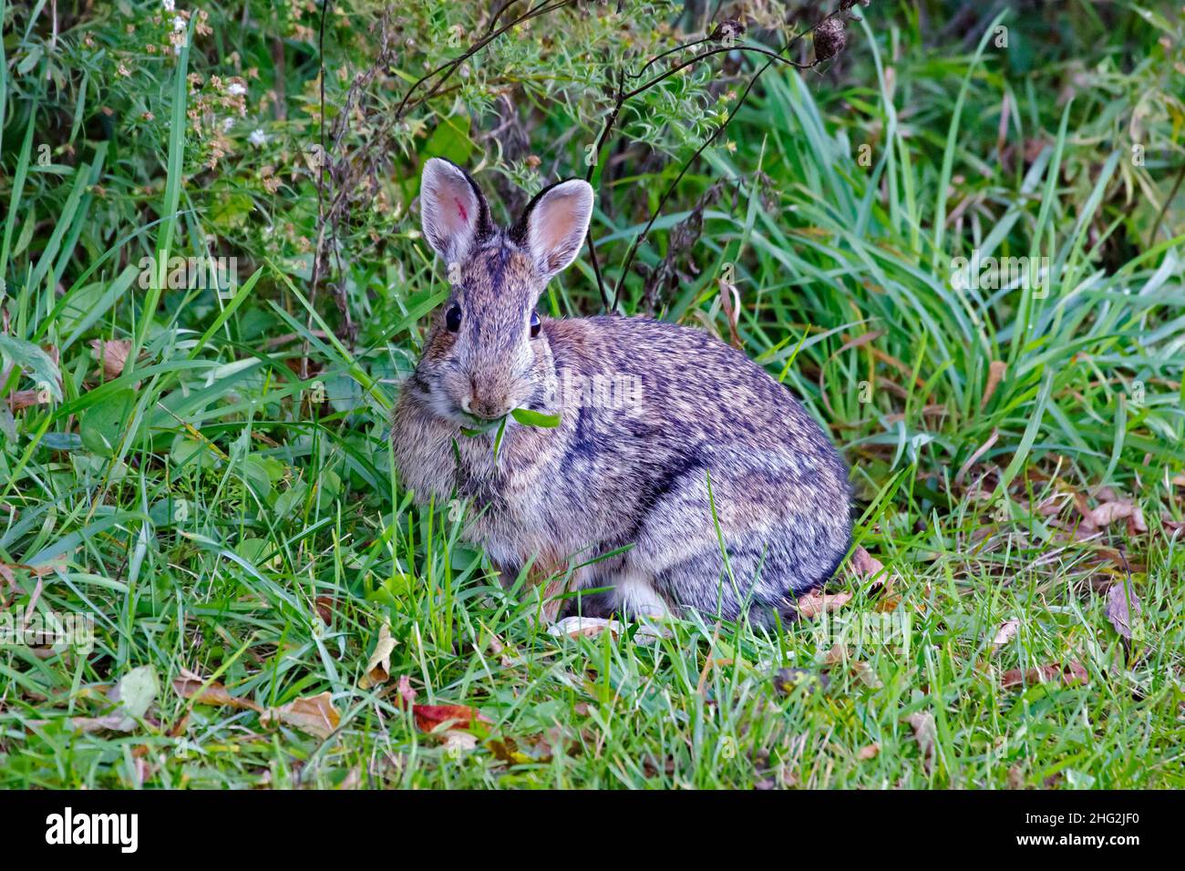 Eadtern cottontail rabbit, Sylvilagus floridanus, feeding  on grass and leaves. Stock Photo