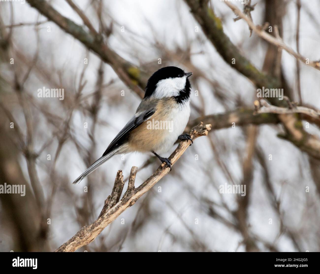 Black-capped Chickadee, Poecile atricapilla perched on branch Stock Photo
