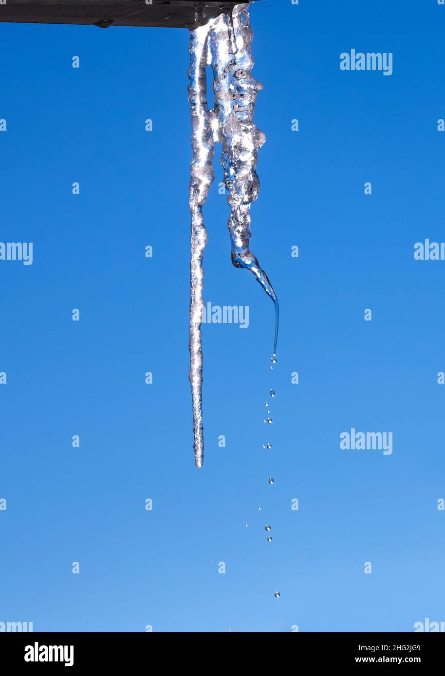 Icicles melting, dripping water drops on a clear sunny winter day. Stock Photo