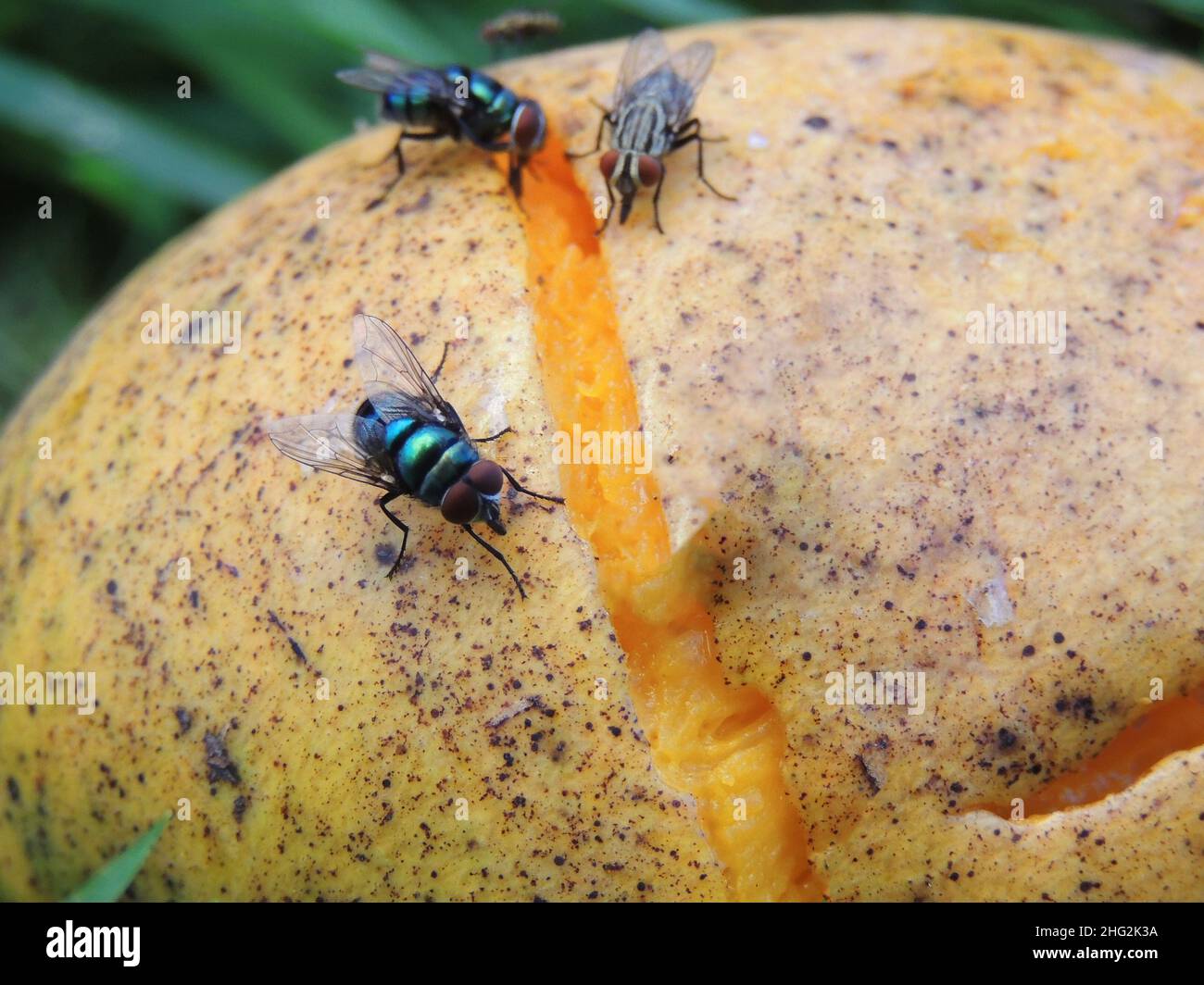 Rotten mango. Overripe Fruit on a white background.Isolated Stock Photo by  prosto_juli