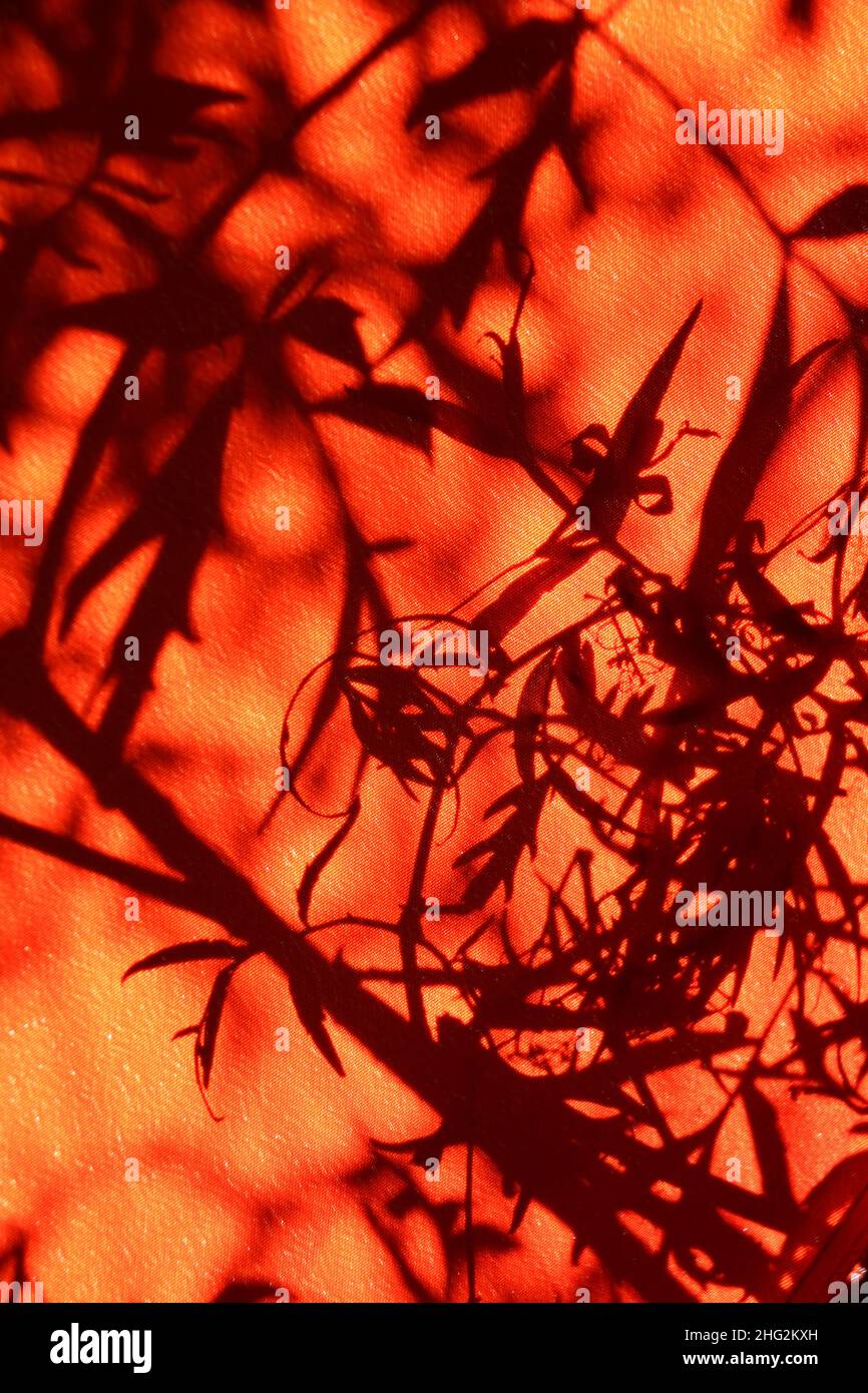 Silhouettes of branches and leaves are backlit, projecting patterns onto the underside of an orange umbrella.  This creates an abstract of fall colors Stock Photo