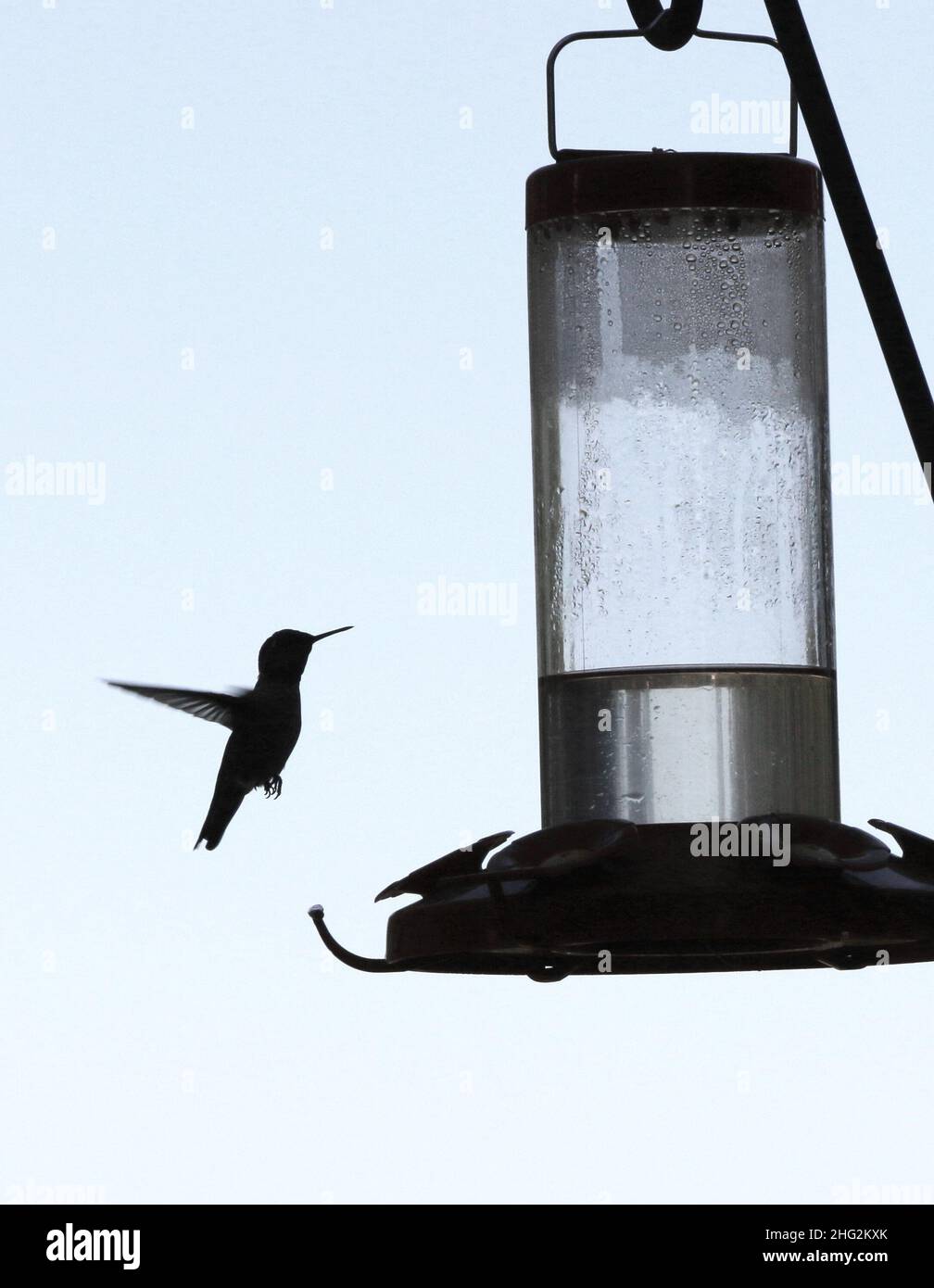 Black and white image: silhouette of a small hummingbird suspended in air by a feeder full of sugar water. Stock Photo