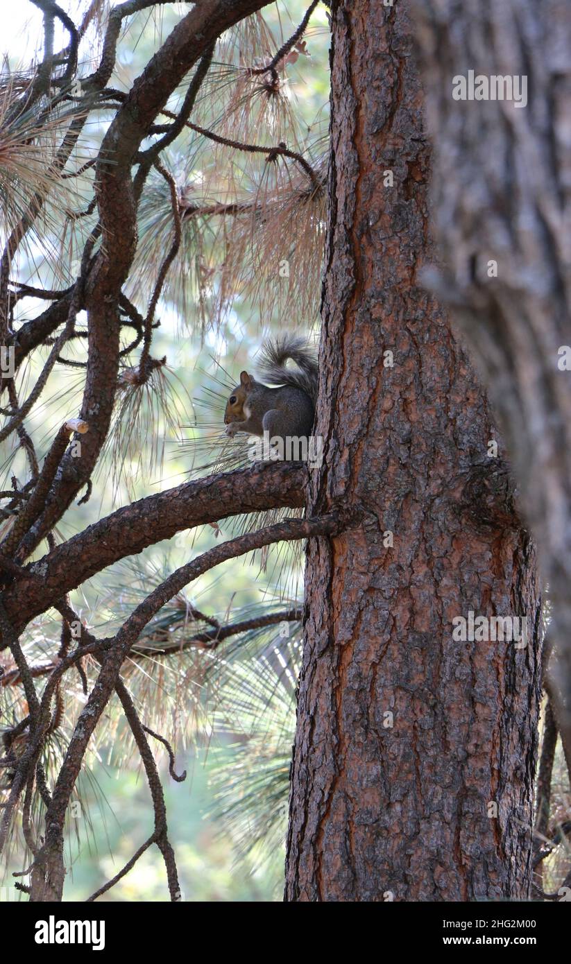 A small California grey squirrel sits on a branch of a pine tree eating a nut. Stock Photo