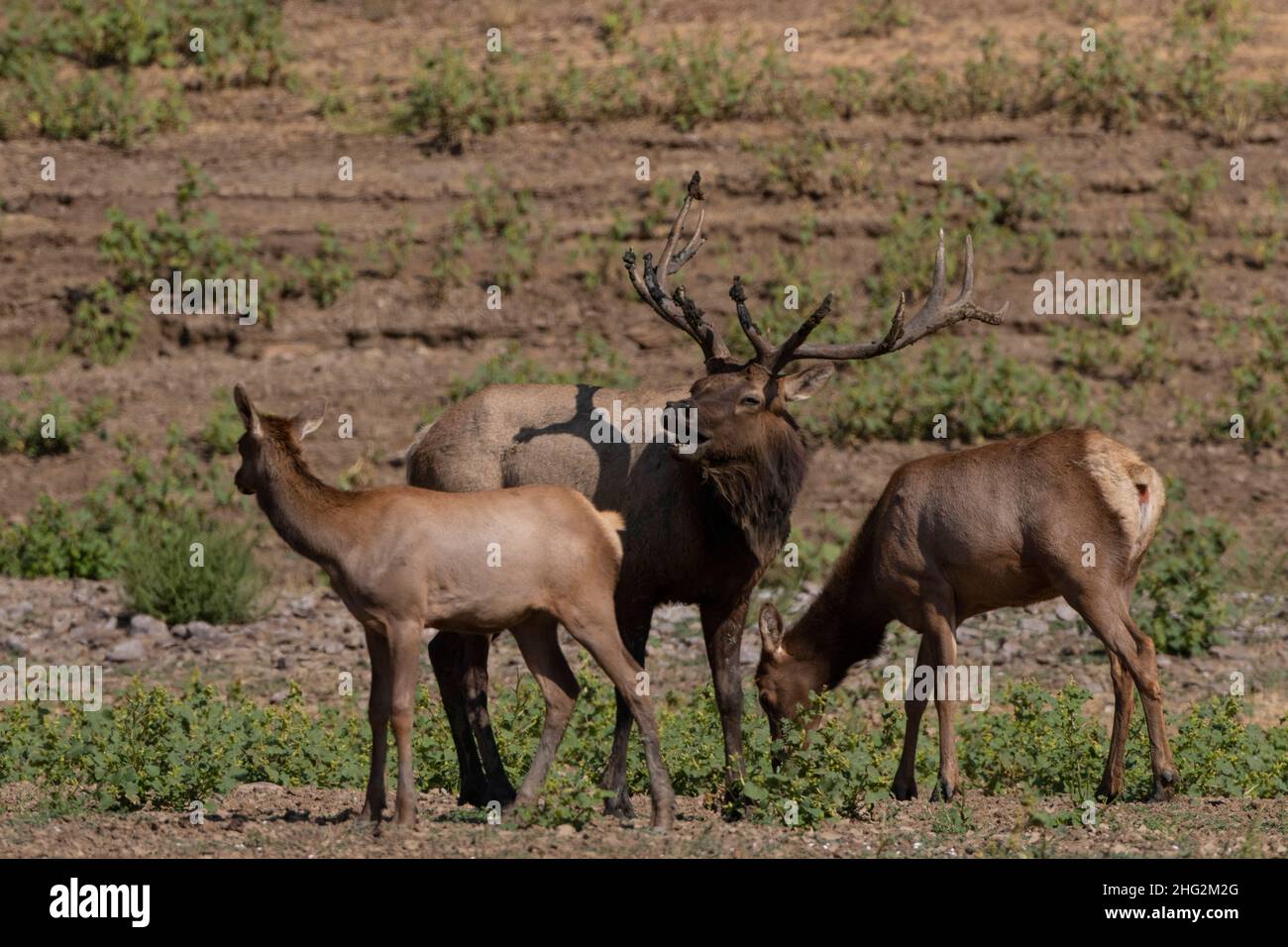 Tule elk bull and cows hires stock photography and images Alamy