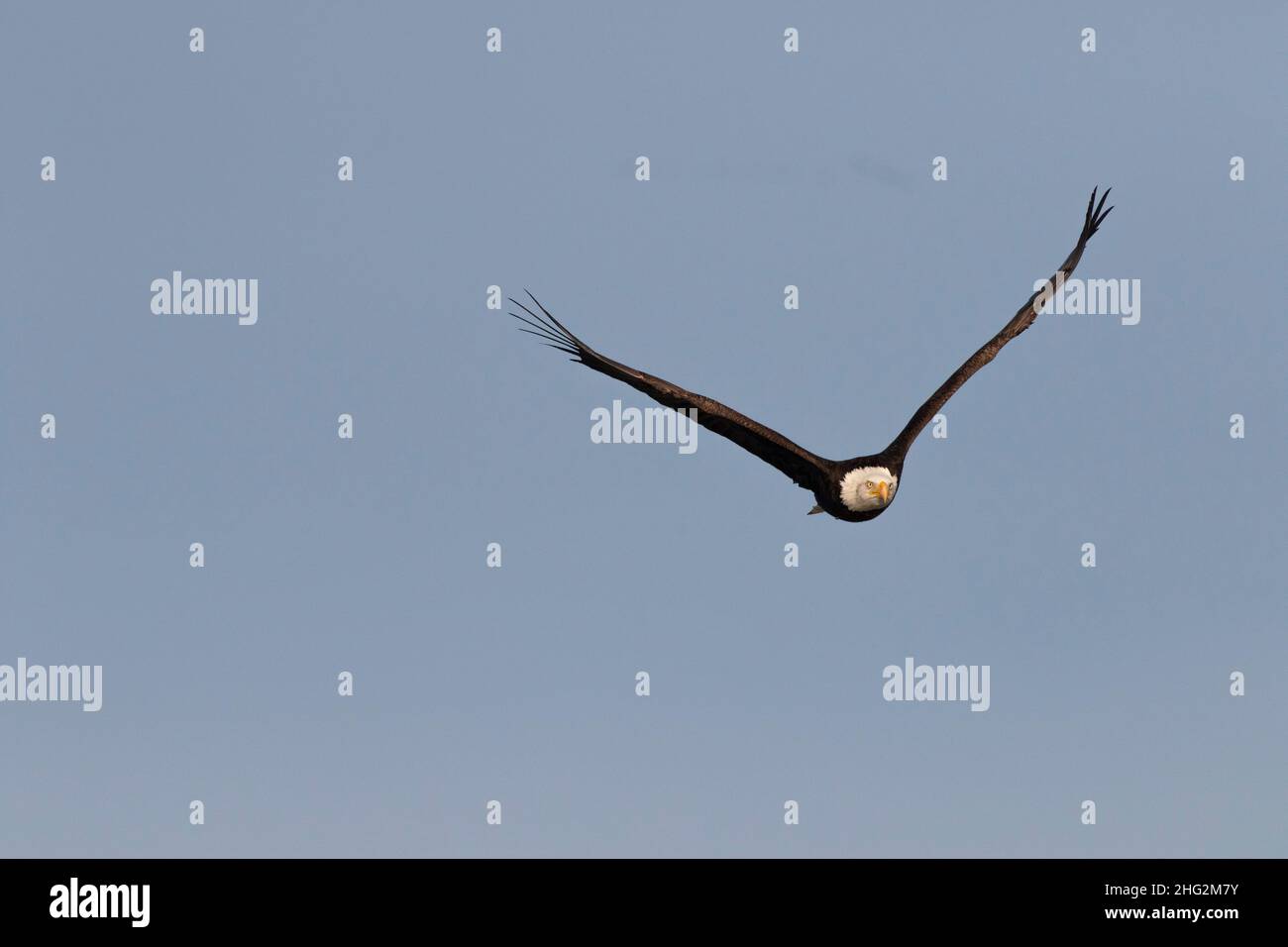An adult Bald Eagle, Haliaeetus leucocephalus, exhibits a V-shaped wingspan over the San Joaquin Valley. Stock Photo
