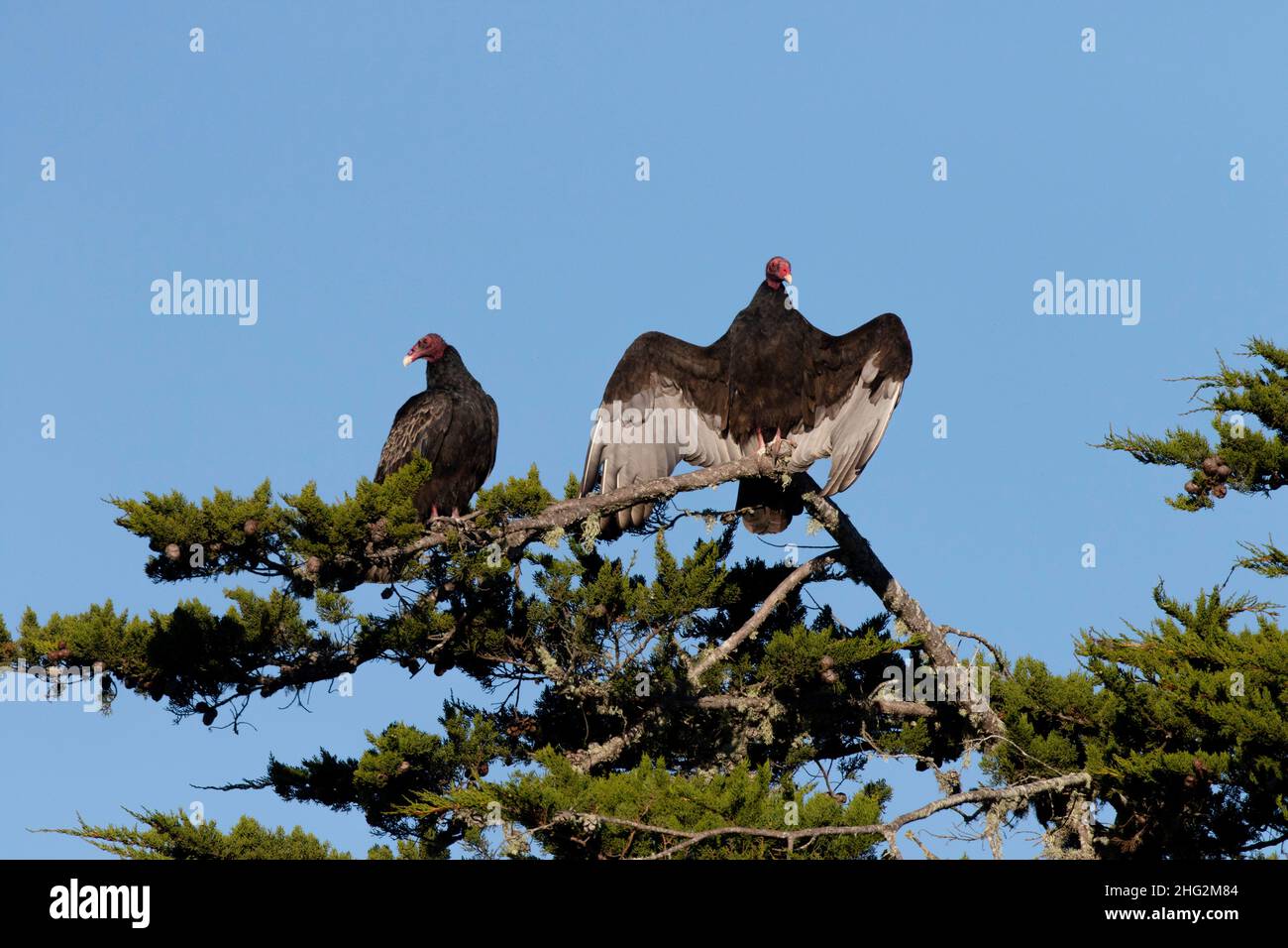 An adult Turkey Vulture, Cathartes aura, spreads wings atop a Monterey pine roost at Morro Bay, CA. Stock Photo